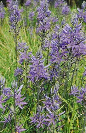  ??  ?? Plant camassia, a cousin of the bluebell, in clumps or in a wildflower meadow