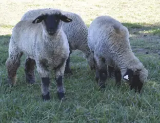  ??  ?? Three of the author's lambs enjoy the thicker part of the pasture. Partial shade is needed in warmer climes and promotes better grass growth. These are crossbred lambs with a heavy Hampshire genetic influence.