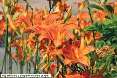  ?? ?? Day Lillies are a delight at this time of year.