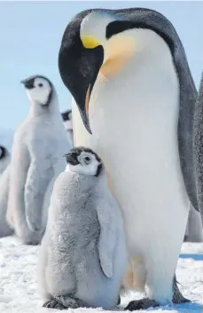  ?? FOTO: DPA ?? Allein 300 000 Kaiserping­uine leben im Weddell-Meer am Südpol.