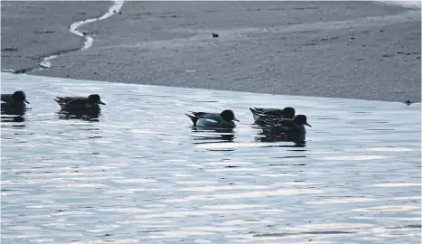  ?? ?? GENTLE SIGHT: Wigeon slowly cruise up the Foveran Burn by Newburgh near the Ythan Estuary.