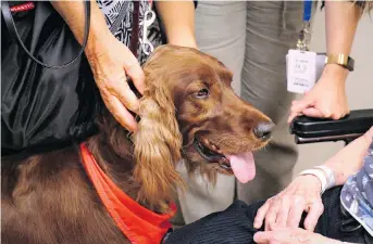  ??  ?? Caileigh, a four-year-old Irish Setter, visits The Royal’s Geriatric Inpatient Units once a week to interact with patients.