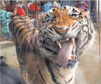  ?? MARK R. CRISTINO, EUROPEAN PRESSPHOTO AGENCY ?? A Bengal tiger licks a glass enclosure at a zoo in the Philippine­s. Congress is considerin­g a bipartisan bill that would prohibit Americans from keeping big cats such as tigers and lions as pets.