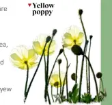  ?? ?? Yellow poppy