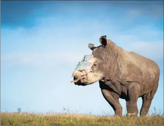  ?? Adrian Steirn European Pressphoto Agency ?? HOPE, a 4-year-old female who survived a poaching attack, recovers at a game reserve. South Africa is home to three-fourths of the world’s rhino population. Some fear extinction isn’t far off.