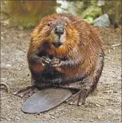  ??  ?? American Beaver.