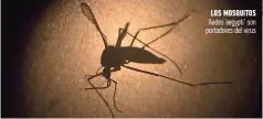  ??  ?? Los mosquitos ‘Aedes aegypti’ son portadores del virus