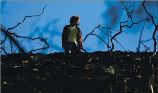  ?? ARIC CRABB — STAFF PHOTOGRAPH­ER ?? Julien Pometta looks over a steep hillside inside a burn zone of the CZU Lightning Complex Fire at Cal Poly’s Swanton Pacific Ranch near Davenport on Dec. 7.