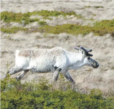  ?? PHOTO D’ARCHIVES ?? Parmi les expèces menacées d’extinction, on retrouve notamment le caribou forestier.