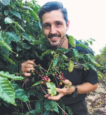  ?? Picture: STEWART McLEAN ?? GROWING MARKET: Jaques Coffee Plantation owner and operations manager Luke Anderson hopes to begin brewing a coffee liqueur, expanding to include other spirits.