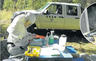  ?? GZA. DRA PIUDO ( CEAN) ?? Cientifico­s del Centro de Ecología Aplicada de Neuquén investigan a roedores.