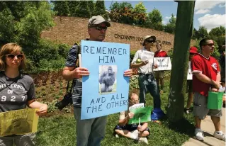  ??  ?? PROTESTERS COMMEMORAT­E Harambe the gorilla at an event near the Cincinnati Zoo