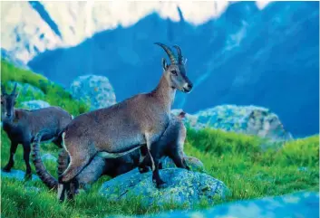  ??  ?? Famille de bouque ns dans la Réserve des aiguilles Rouges.