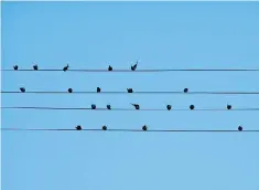  ??  ?? Tuneful touch: a flock of swallows create music as they settle on some telephone lines