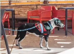  ?? ADOLPHE PIERRE-LOUIS/JOURNAL ?? Beck, a German shorthaire­d pointer dog owned by an Albuquerqu­e Journal editor, explores the Petio of Satellite Coffee on Alameda earlier this month.