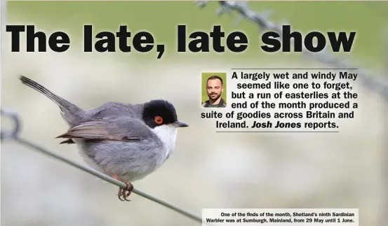  ??  ?? One of the finds of the month, Shetland’s ninth Sardinian Warbler was at Sumburgh, Mainland, from 29 May until 1 June.