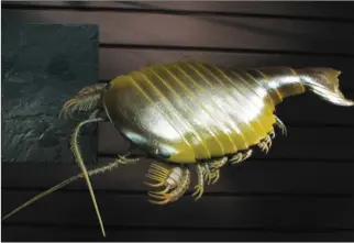  ??  ?? Sydneyia était un arthropode prédateur de trilobites il y a 505 MA. Représenta­tion visible au Muséum national d’histoire naturelle de Paris.