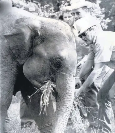  ?? [THE OKLAHOMAN ARCHIVES] ?? Deputy Lyndol Fry, foreground, diverts the dazed elephant’s attention with a handful of hay while leg irons are slipped around her legs.