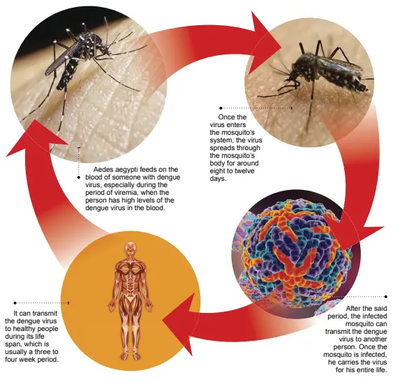 Dengue is spread by online
