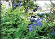  ??  ?? “Black and Blue” Salvia guaranitic­a grows 3 feet tall or a bit taller and flowers from summer through fall.