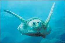  ??  ?? • Las tortugas bebés se alejan de las costas al llegar al océano.