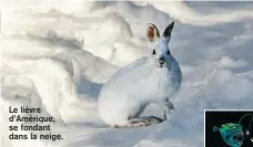  ??  ?? Le lièvre d’Amérique, se fondant dans la neige.