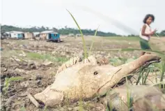  ??  ?? File photo shows an animal carcass seen on the bed of Negro River, which lives its drought cycle, in the village of Cacau Pirêra, district of Iranduba, 22 km from Manaus. — AFP photo