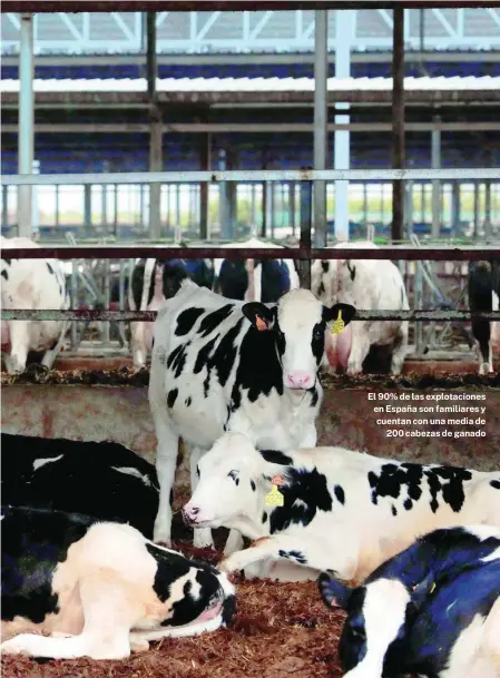  ?? EFE ?? El 90% de las explotacio­nes en España son familiares y cuentan con una media de 200 cabezas de ganado