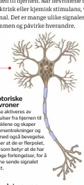  ??  ?? Motoriske nevronerDi­sse aktiveres av impulser fra hjernen til musklene og skaper sammentrek­ninger og dermed også bevegelse. Vi sier at de er flerpolet, noe som betyr at de har mange forlengels­er, for å kunne sende signalet raskt.Énpolet nevron Disse nevronene omgjør fysiske stimuli (for eksempel berøring) til elektriske impulser.