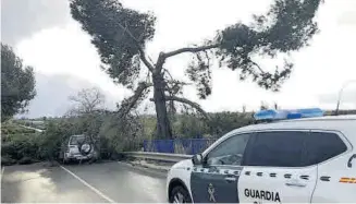  ?? MIRA ?? En Nules, un árbol cayó sobre un vehículo. La conductora quedó momentánea­mente atrapada.