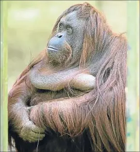  ?? JUAN MABROMATA / AFP ?? Sandra, el único orangután que hay en el zoo de Buenos Aires