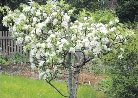  ??  ?? Summer pruning helps to keep apple trees neat and compact.