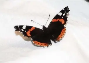  ??  ?? ●● Red admiral in bedroom