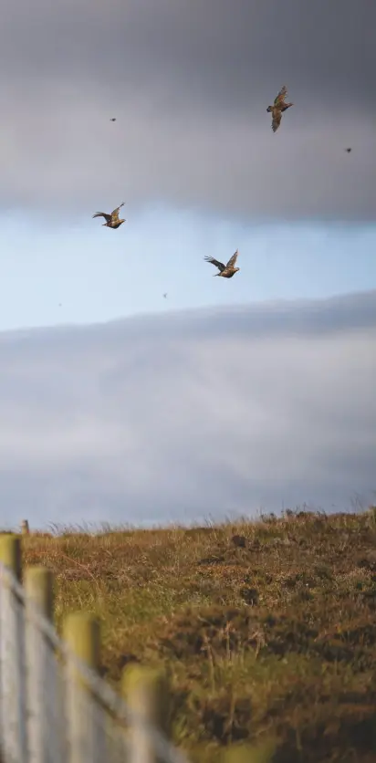  ??  ?? The 2019 Lissanoure grouse shoot took place after more than a decade of careful management.
Previous page: Alex and William Mcbarnett