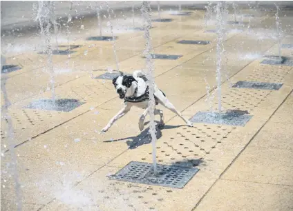  ?? PHOTO: AFP ?? A dog plays in a water feature in the Monumento a la Revolucion square during a heatwave that hit Mexico this week. In eight states with coastlines on the Pacific Ocean and the Gulf of Mexico, temperatur­es are forecast to exceed 45 degrees Celsius.