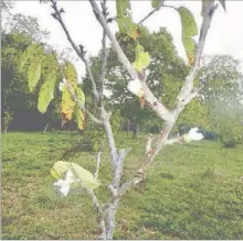  ?? - Crédits : ON ?? Les feuilles tombent mais les fleurs s’ouvrent