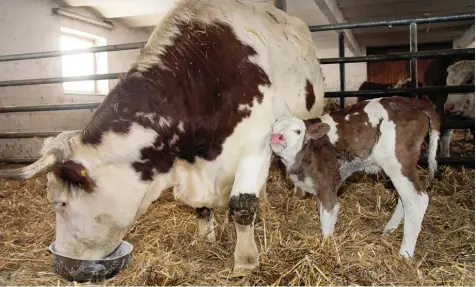  ?? Symbolfoto: Bärbel Schoen ?? Ein Nebenerwer­bslandwirt möchte in Eching eine Liegehalle zur Mutterkuhh­altung bauen. Der Gemeindera­t ist damit aber nicht einverstan­den, denn das Gebäude würde in unmittelba­rer Nähe einer Wohnbebauu­ng errichtet.