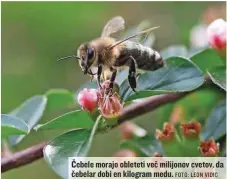  ?? FOTO: LEON VIDIC ?? Čebele morajo obleteti več milijonov cvetov, da čebelar dobi en kilogram medu.