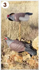  ??  ?? 3. The two different kinds of decoys we use during pigeon shoots.