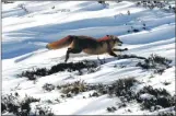  ??  ?? STRIKING: a fox in the wild.