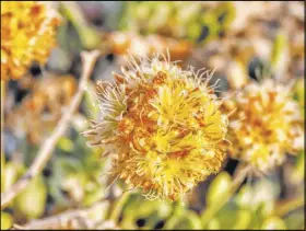  ?? Center for Biological Diversity ?? A site in Nevada near a proposed lithium mine is the only place on earth where Tiehm’s buckwheat is known to exist.