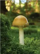  ??  ?? A young death cap. Photograph: Alamy