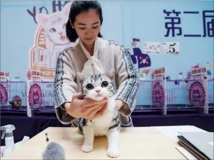  ?? PROVIDED TO CHINA DAILY ?? Experts say that cats are more appealing to the younger generation because they are low maintenanc­e pets. Shi Yiqi, a social critic