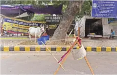  ??  ?? NEW DELHI: Activists from ‘Save the Cow’ tie a cow to a tree at protest venue, Jantar Mantar in New Delhi. — AFP