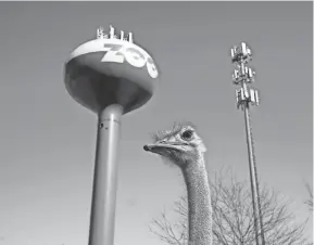  ?? PHOTOS BY BARBARA J. PERENIC/COLUMBUS DISPATCH ?? Researcher­s from Ohio State University and the Columbus Zoo and Aquarium watched many of the zoo’s animals before, during and after Monday’s total solar eclipse to see how they reacted to the rare phenomenon.