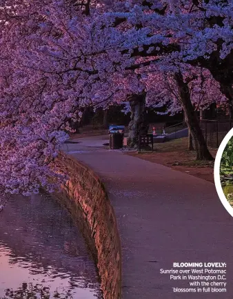  ??  ?? BLOOMING LOVELY: Sunrise over West Potomac Park in Washington D.C. with the cherry blossoms in full bloom