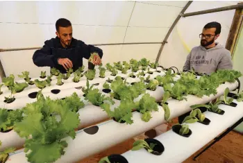  ??  ?? Bechiya (right) and his partner Mounir work on a plantation of hydroponic­ally-grown lettuce, in their greenhouse in the small town of Qouwea, about 40 kilometres east of Libya’s capital Tripoli. - AFP photo