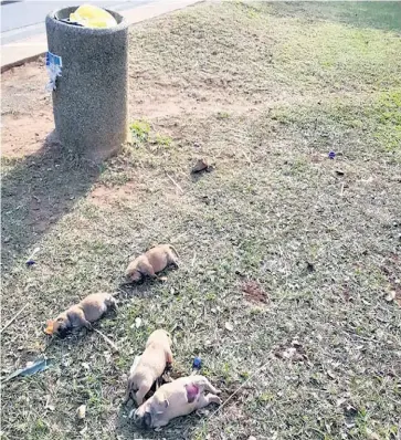  ??  ?? The four dead puppies had been placed next to a concrete bin adjacent to the Main Road, near the Bimbos petrol station Steven Whittaker