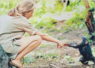  ?? HUGO VAN LAWICK NATIONAL GEOGRAPHIC CREATIVE-ABR ?? Jane Goodall and infant chimpanzee Flint reach out to touch each other's hands. MUST CREDIT: Hugo van Lawick, National Geographic Creative-Abramorama