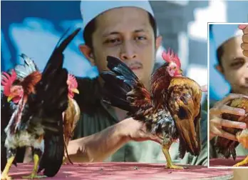  ?? PIX BY FATHIL ASRI ?? Mohd Ashraf Che Hussin with some of his ‘ayam serama’ in Tumpat yesterday. (Inset) Ashraf giving a chicken a bath.